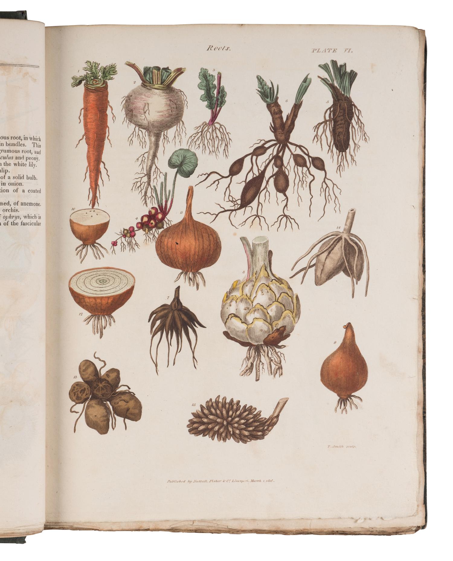 [NATURAL HISTORY]. GREEN, Thomas. The Universal Herbal or, Botanical Medical, and Agricultural Dictionary Containing an Account of All Known Plants in the World...The Second Edition, Revised and Improved. London: Printed at the Caxton Press by Henry Fisher, [1824].