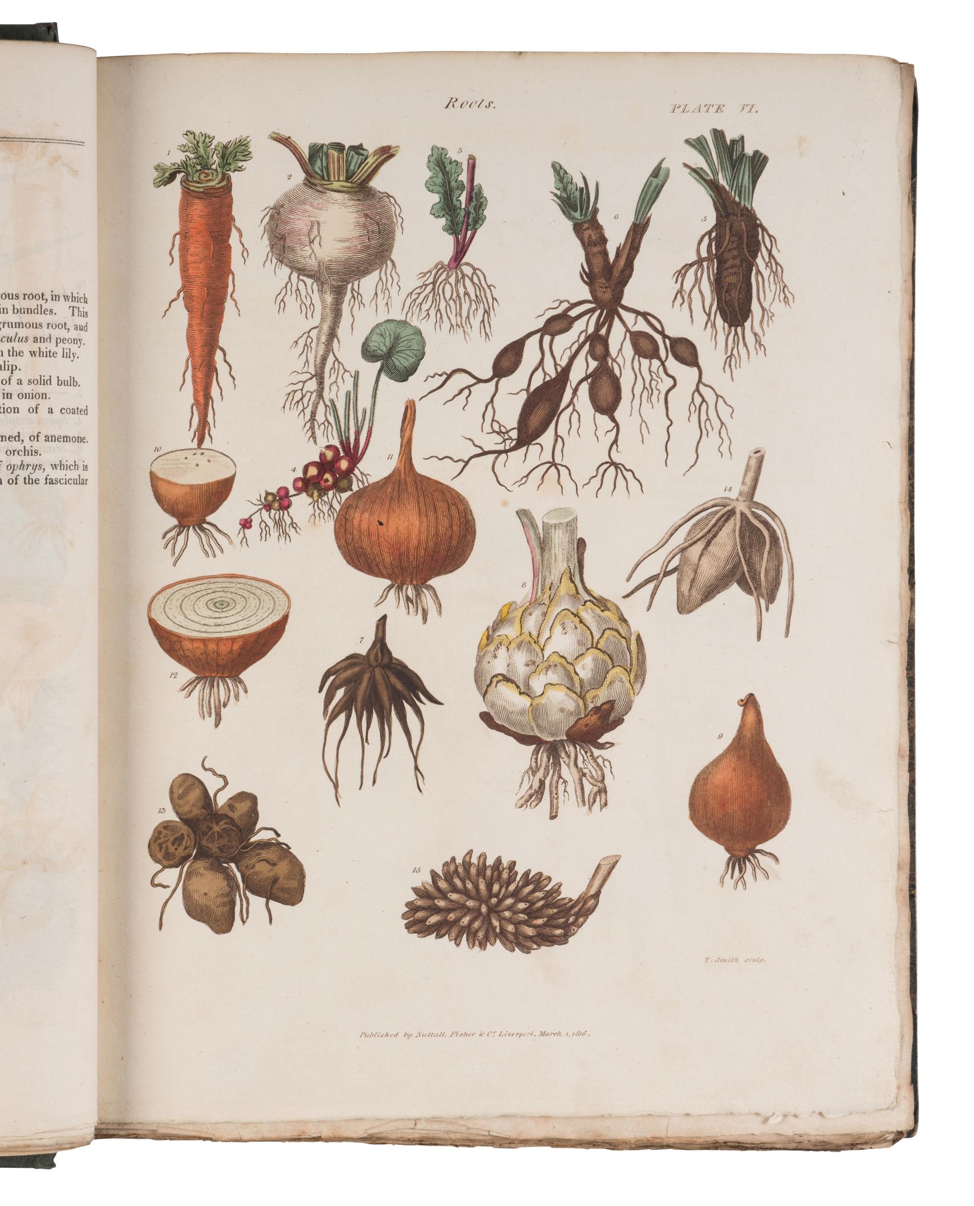 [NATURAL HISTORY]. GREEN, Thomas. The Universal Herbal or, Botanical Medical, and Agricultural Dictionary Containing an Account of All Known Plants in the World...The Second Edition, Revised and Improved. London: Printed at the Caxton Press by Henry Fisher, [1824].