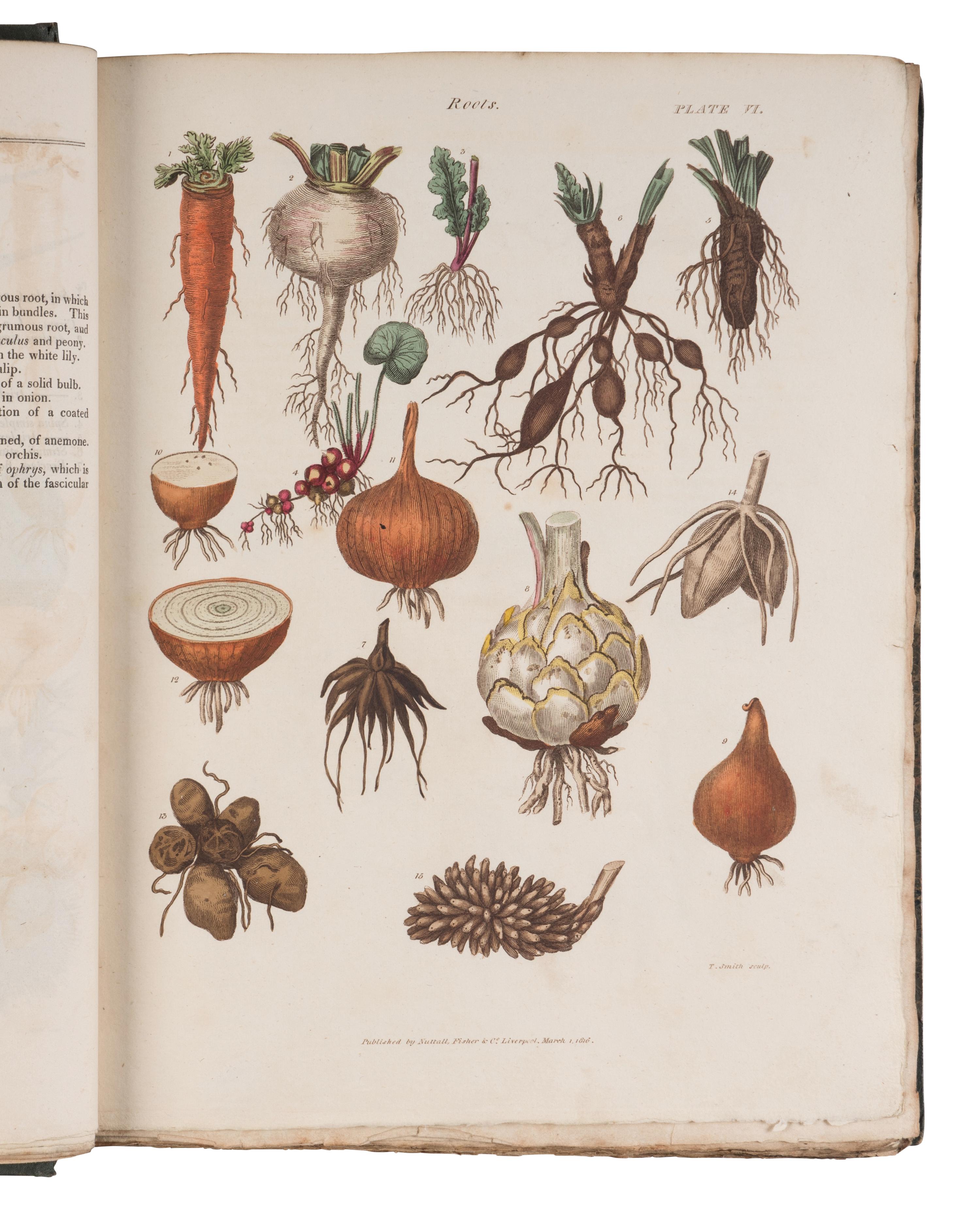 [NATURAL HISTORY]. GREEN, Thomas. The Universal Herbal or, Botanical Medical, and Agricultural Dictionary Containing an Account of All Known Plants in the World...The Second Edition, Revised and Improved. London: Printed at the Caxton Press by Henry Fisher, [1824].