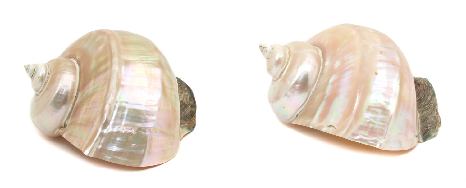 A Pair of Nautilus Shells Table Ornaments Length 5 1/2 inches.