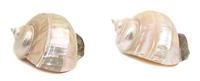 A Pair of Nautilus Shells Table Ornaments Length 5 1/2 inches.