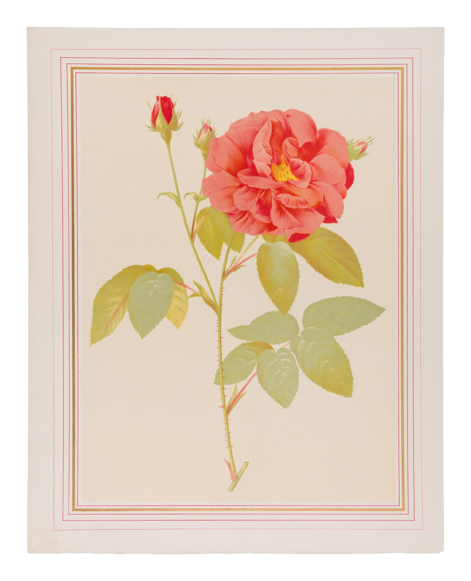 [REDOUTÉ Pierre-Joseph (1759-1840), illustrator. -- VAUDOYER Jean-Louis (1883-1963)]. A group of 207 printer's proofs, [from: Choix des plus Belles Roses . Paris: Librairie Denis et al, 1938].