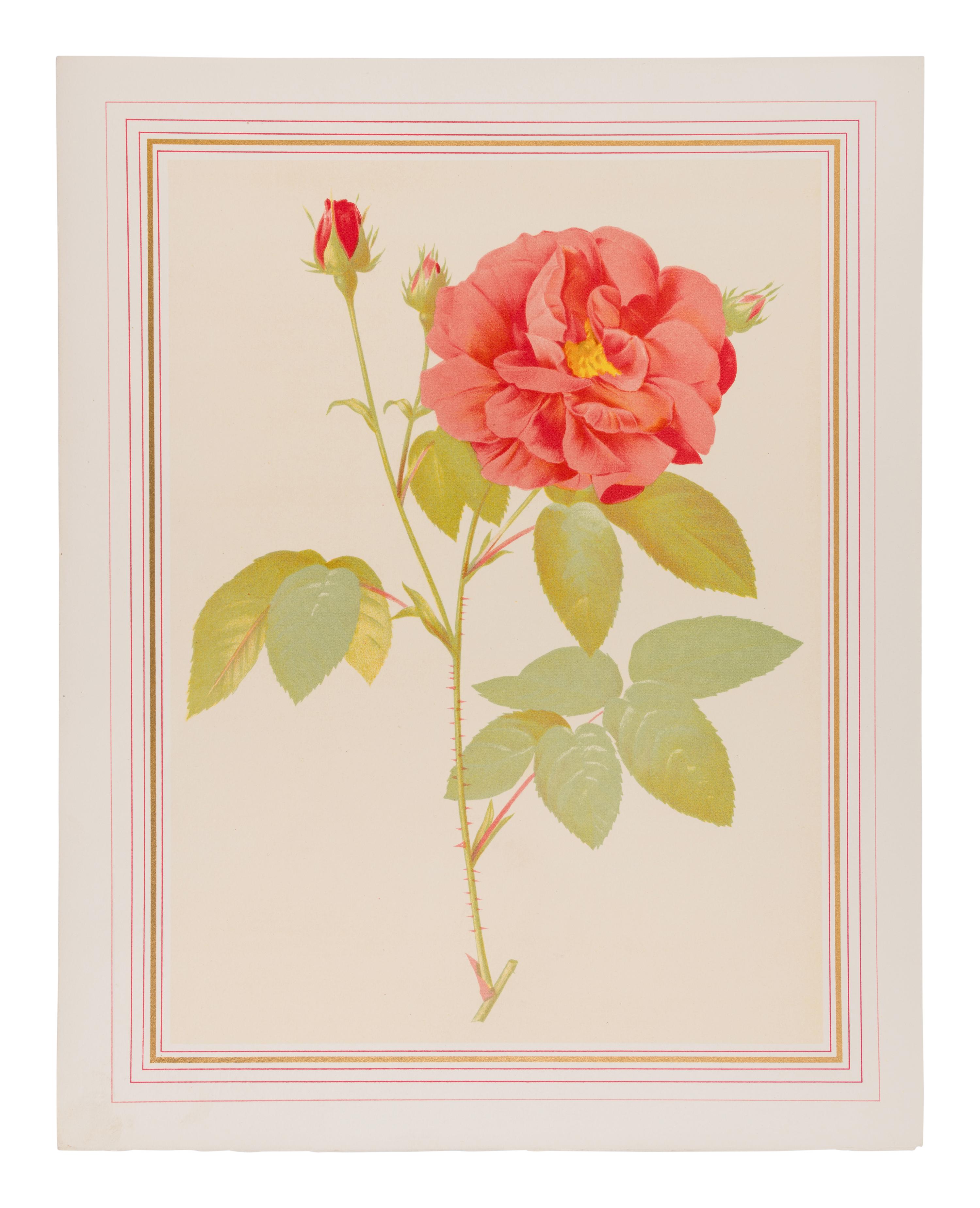 [REDOUTÉ Pierre-Joseph (1759-1840), illustrator. -- VAUDOYER Jean-Louis (1883-1963)]. A group of 207 printer's proofs, [from: Choix des plus Belles Roses . Paris: Librairie Denis et al, 1938].