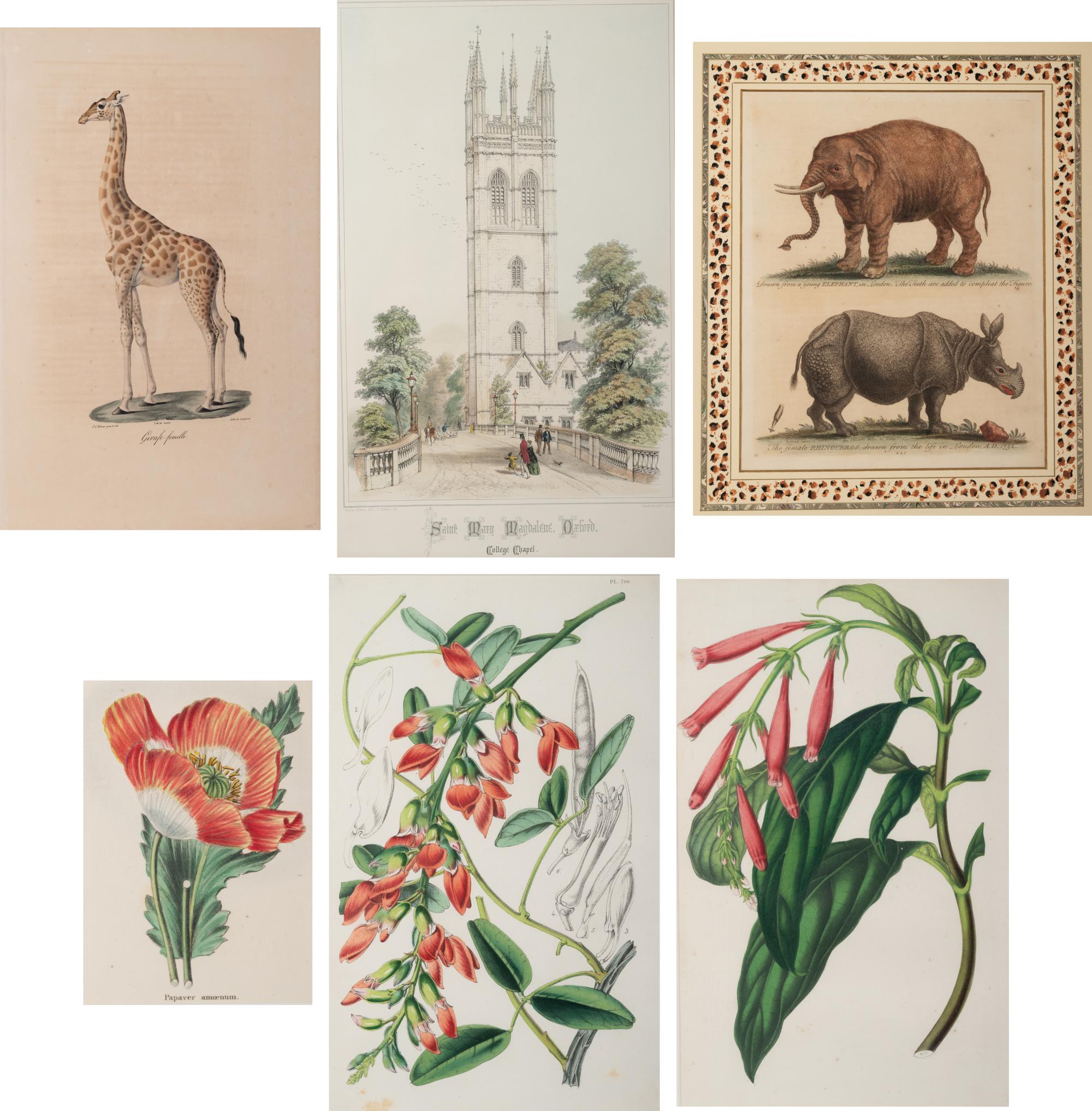 Six Hand-Colored Engravings