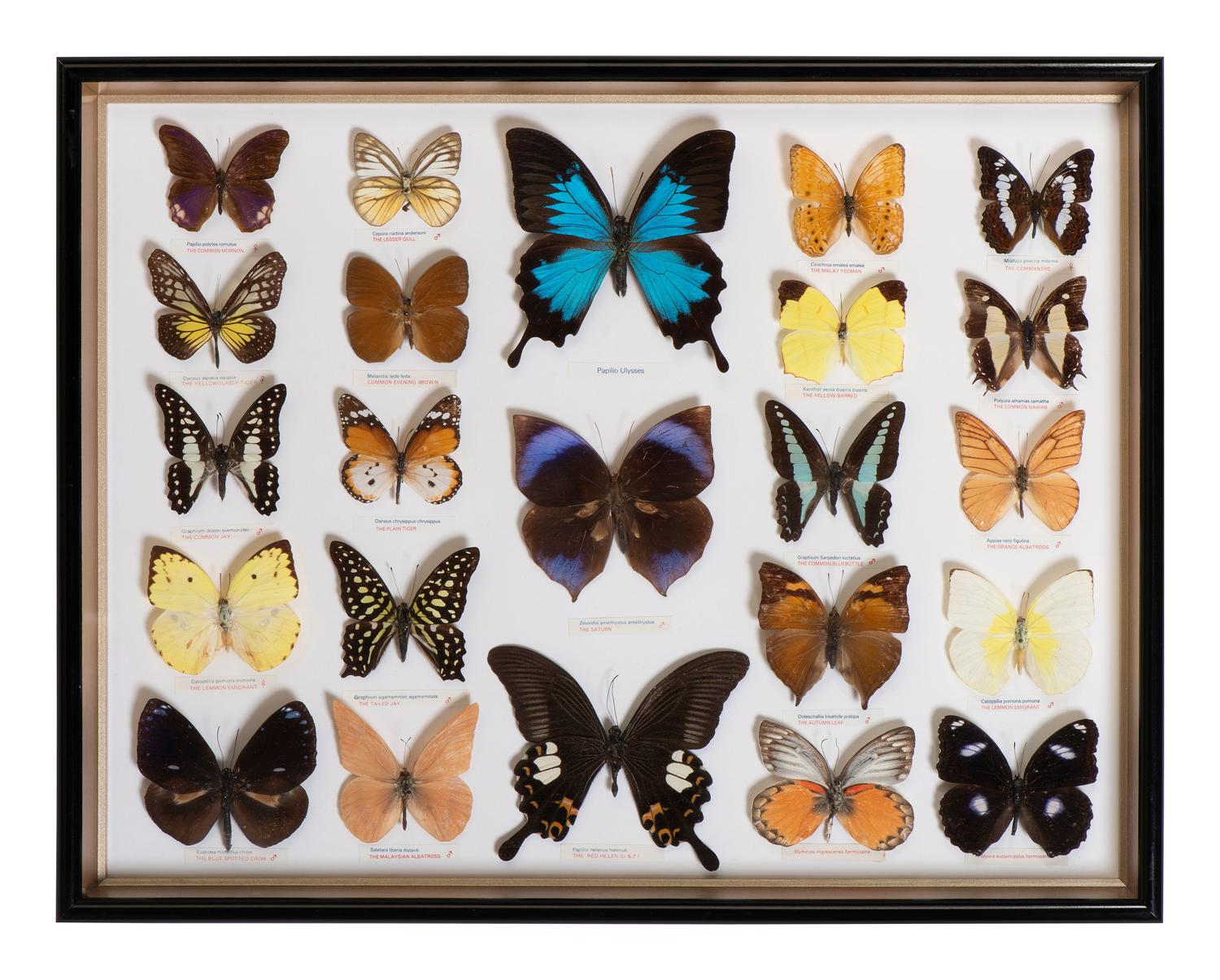Five Framed Groups of Lepidopterological Specimens