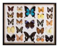 Five Framed Groups of Lepidopterological Specimens