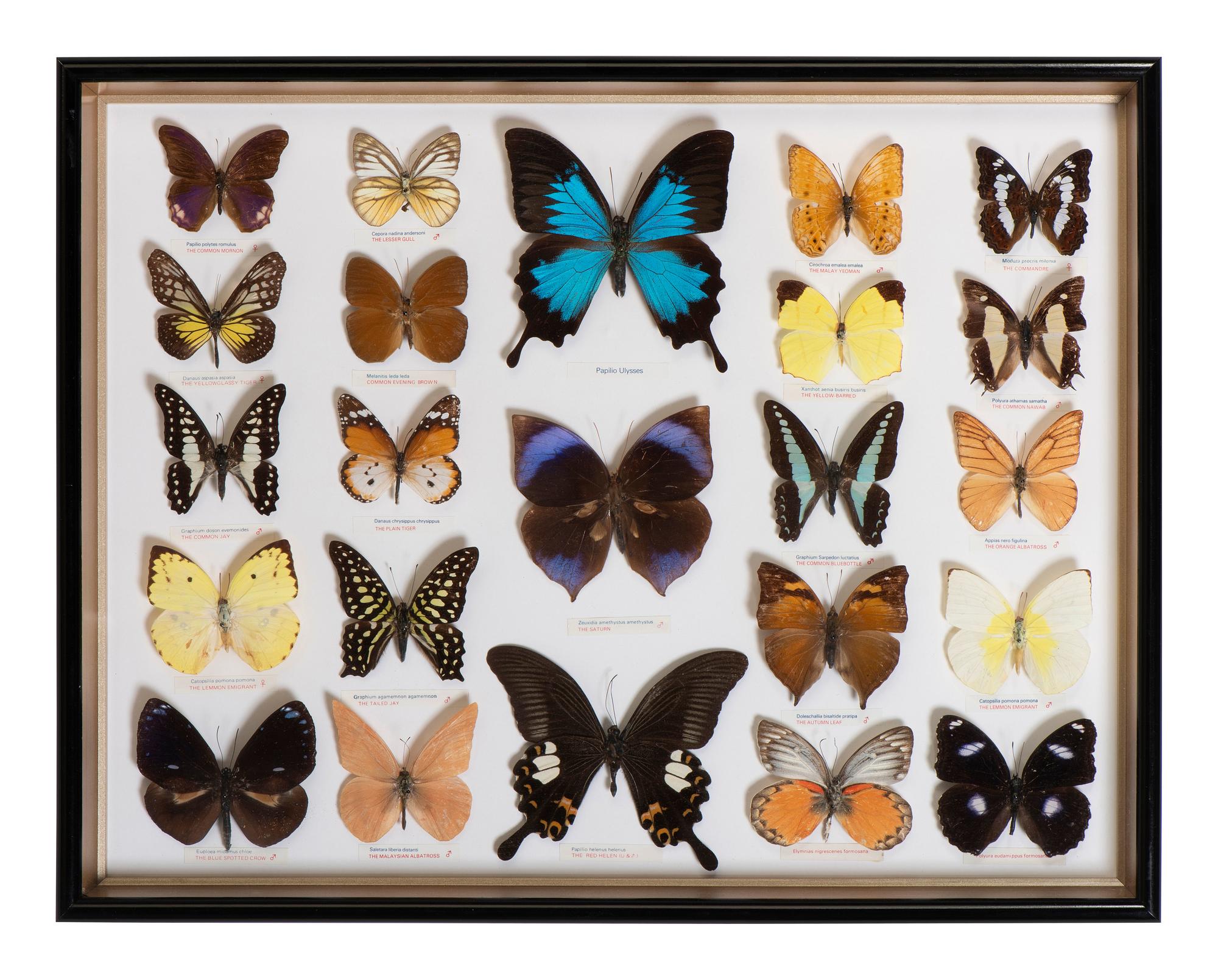 Five Framed Groups of Lepidopterological Specimens