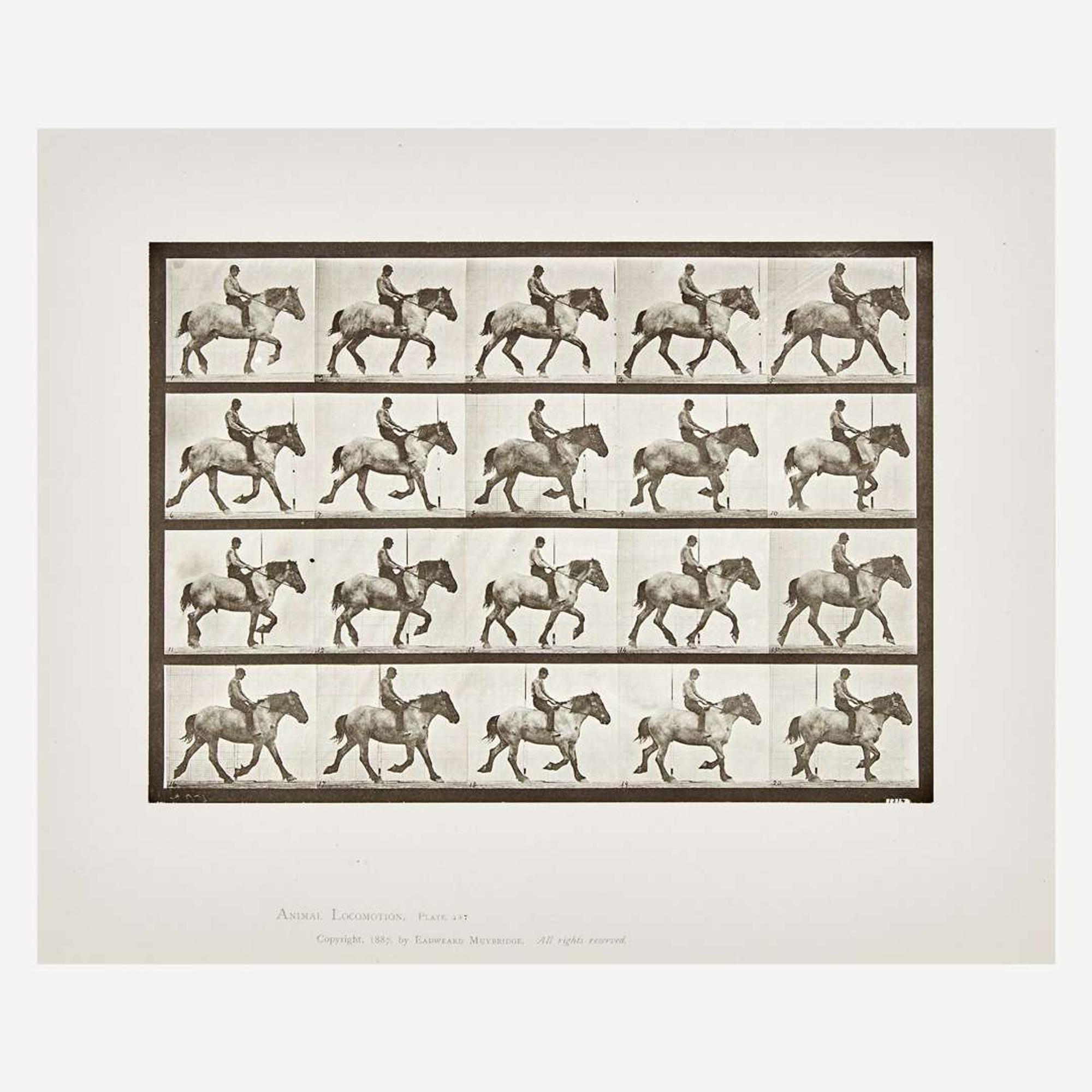 Eadweard Muybridge (British, 1830-1904) Animal Locomotion, Plate 597