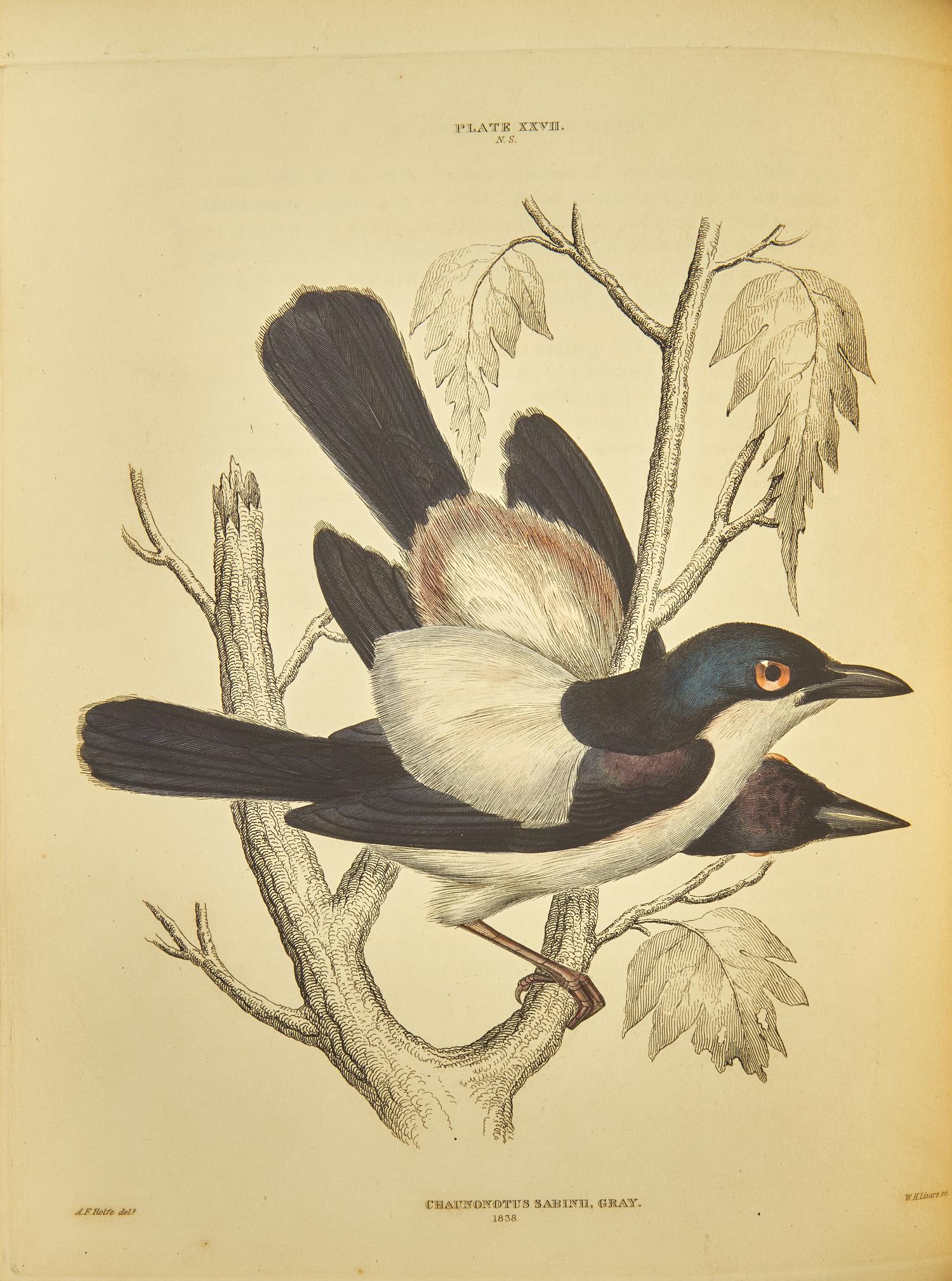 [Natural History] Jardine, Sir William, and Prideaux John Selby. Illustrations of Ornithology