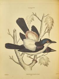[Natural History] Jardine, Sir William, and Prideaux John Selby. Illustrations of Ornithology