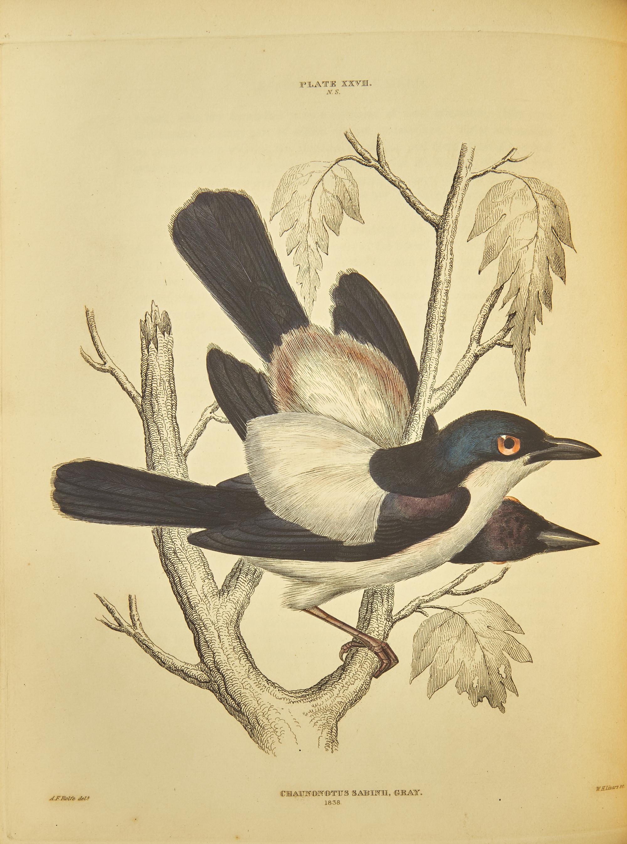 [Natural History] Jardine, Sir William, and Prideaux John Selby. Illustrations of Ornithology