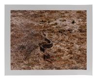 BAM Photography Portfolio IV , (complete set of 11 photographs by 11 artists, with text insert, colophon, and portfolio case)