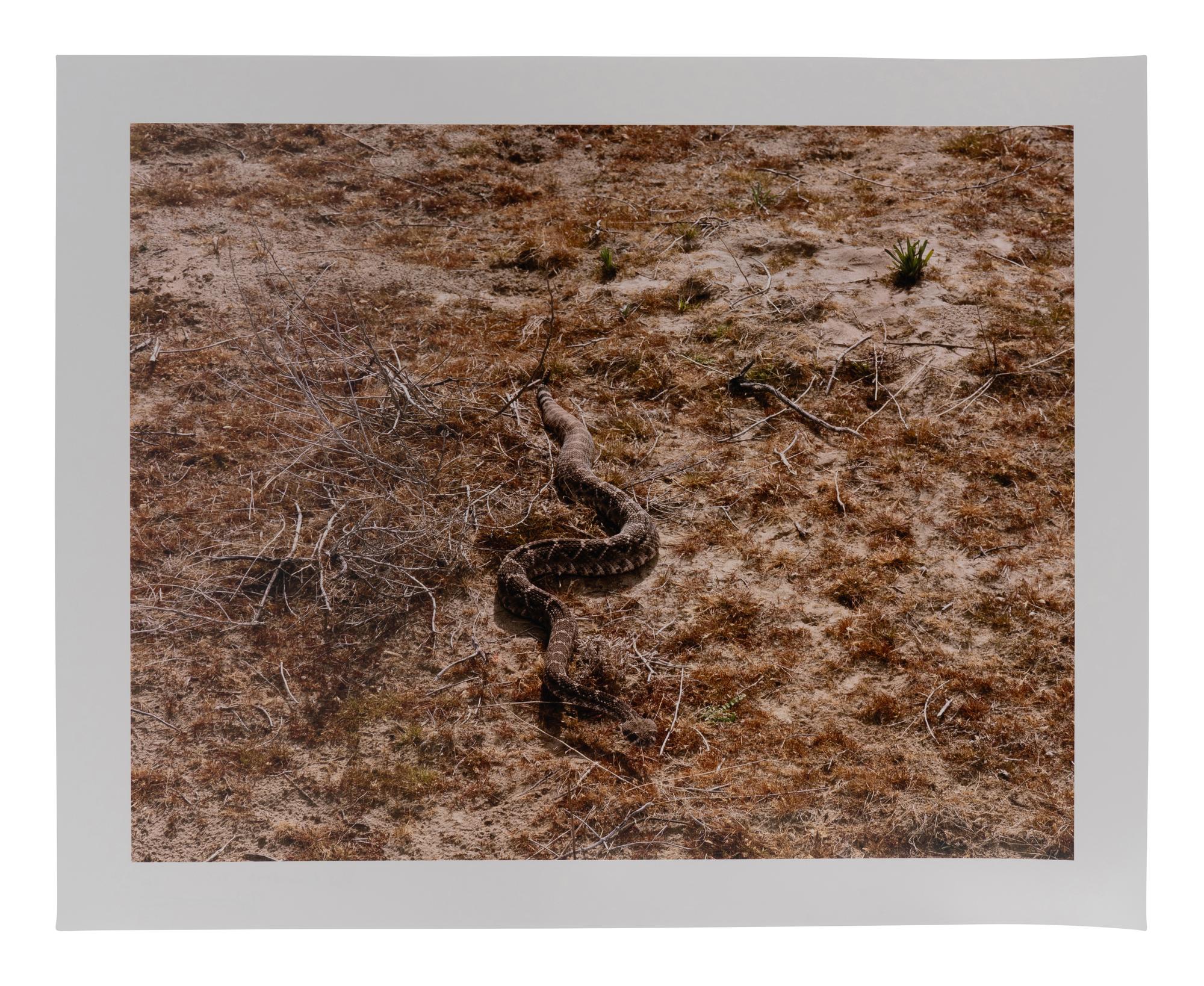 BAM Photography Portfolio IV , (complete set of 11 photographs by 11 artists, with text insert, colophon, and portfolio case)