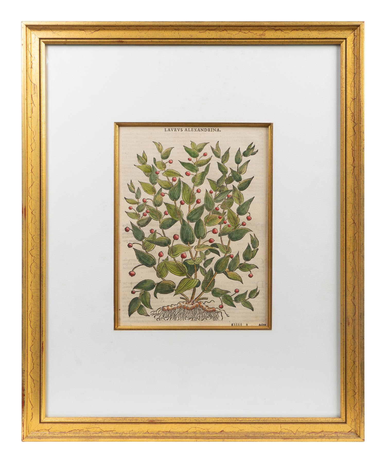 A Group of Eight Hand Colored Engravings Possibly After Matthias de l'Obel — 19TH CENTURY
