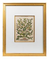 A Group of Eight Hand Colored Engravings Possibly After Matthias de l'Obel — 19TH CENTURY