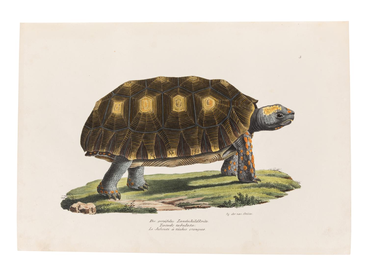 SCHINZ, Heinrich Rudolf (1777-1861). Naturgeschichte und Abbildungen der Reptilien . Zurich: Schaffhausen, 1833.