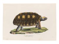 SCHINZ, Heinrich Rudolf (1777-1861). Naturgeschichte und Abbildungen der Reptilien . Zurich: Schaffhausen, 1833.