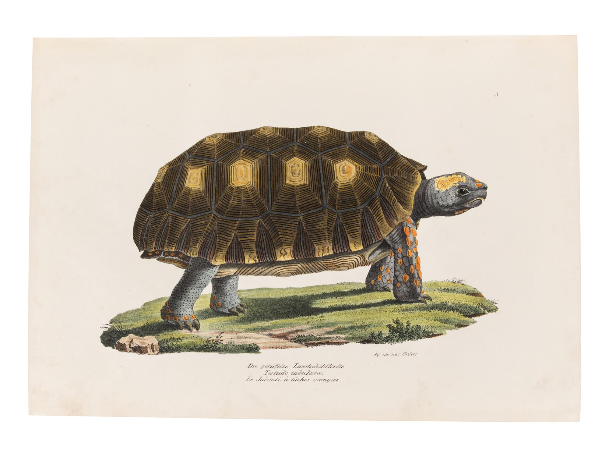 SCHINZ, Heinrich Rudolf (1777-1861). Naturgeschichte und Abbildungen der Reptilien . Zurich: Schaffhausen, 1833.