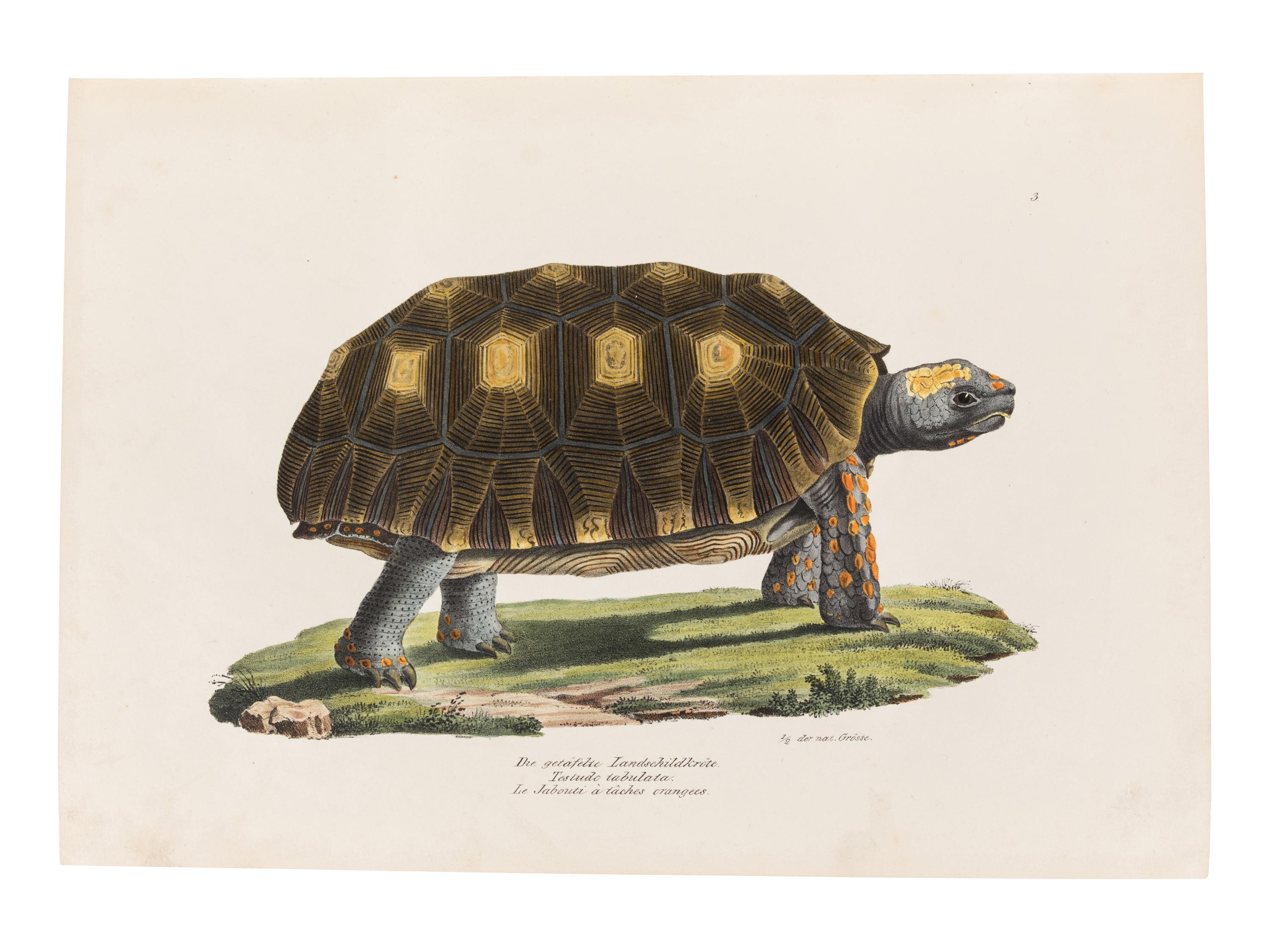 SCHINZ, Heinrich Rudolf (1777-1861). Naturgeschichte und Abbildungen der Reptilien . Zurich: Schaffhausen, 1833.