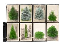 [FLOWERING PLANTS]. A group of 10 works, including: