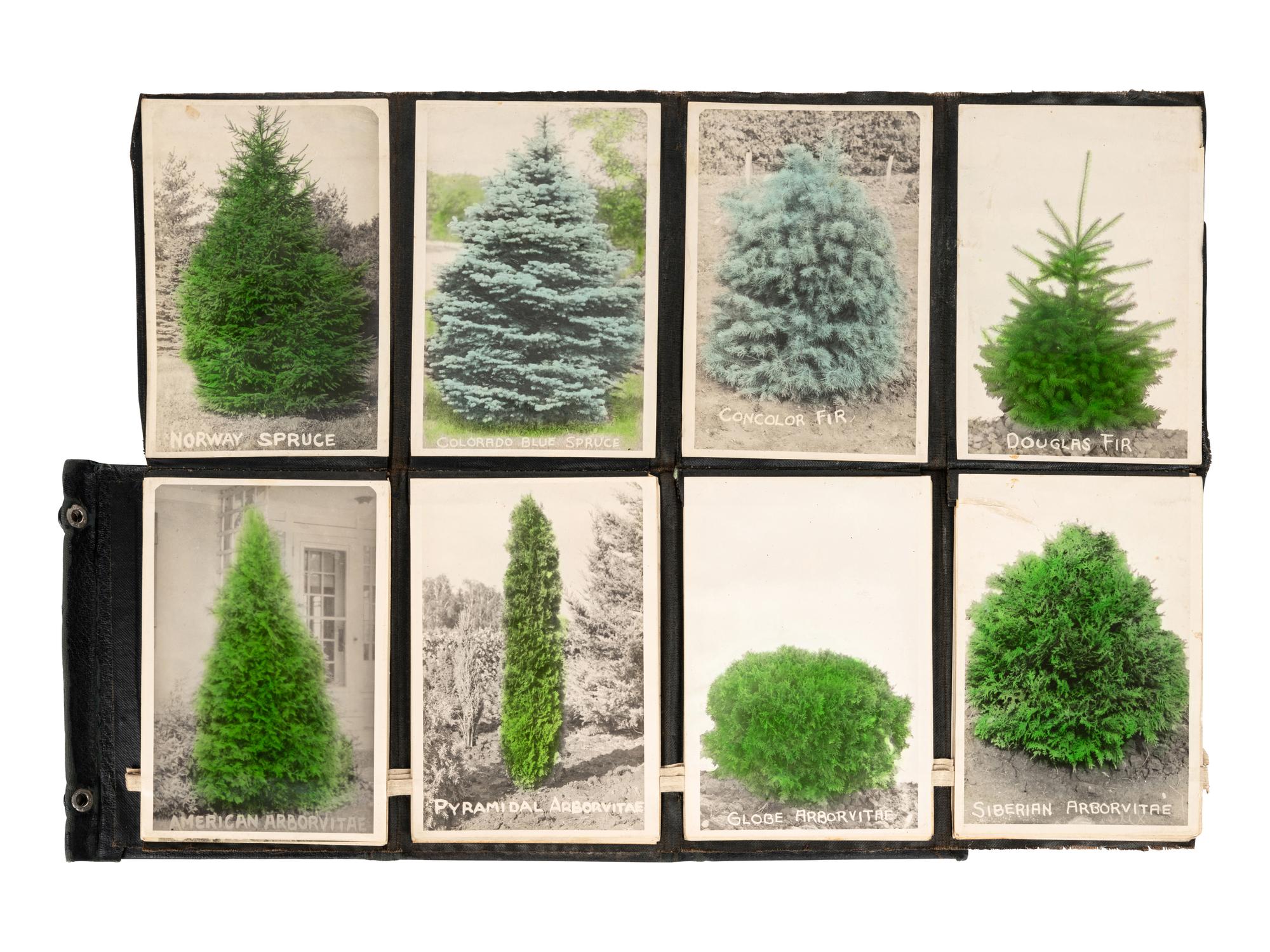 [FLOWERING PLANTS]. A group of 10 works, including: