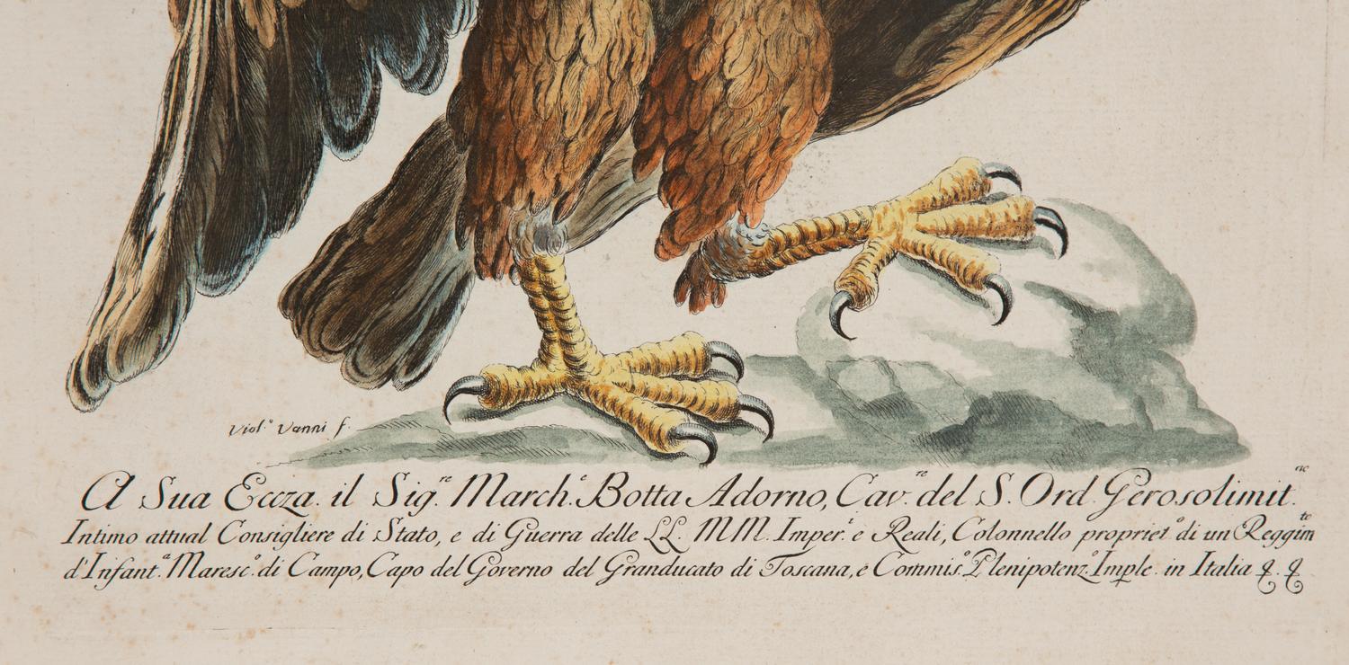 An Italian Hand-Colored Engraving of an Eagle in an Ebonized Frame — 18TH CENTURY