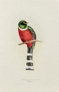 GOULD, John (1804-1881)