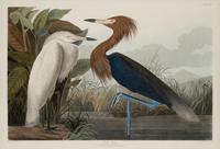 AUDUBON, John James (1785-1851)