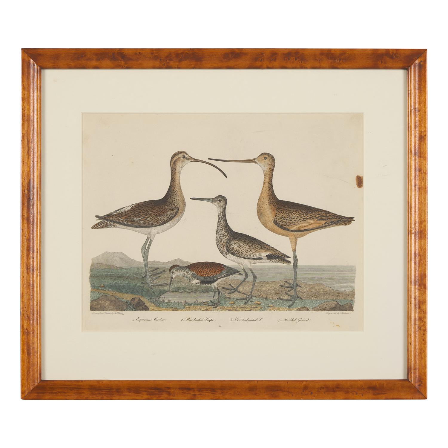Alexander Lawson (1773-1846) and John G. Warnicke (died 1818), After Alexander Wilson (1766-1813), A Set of Sixteen Hand-Colored Engravings of Various Birds