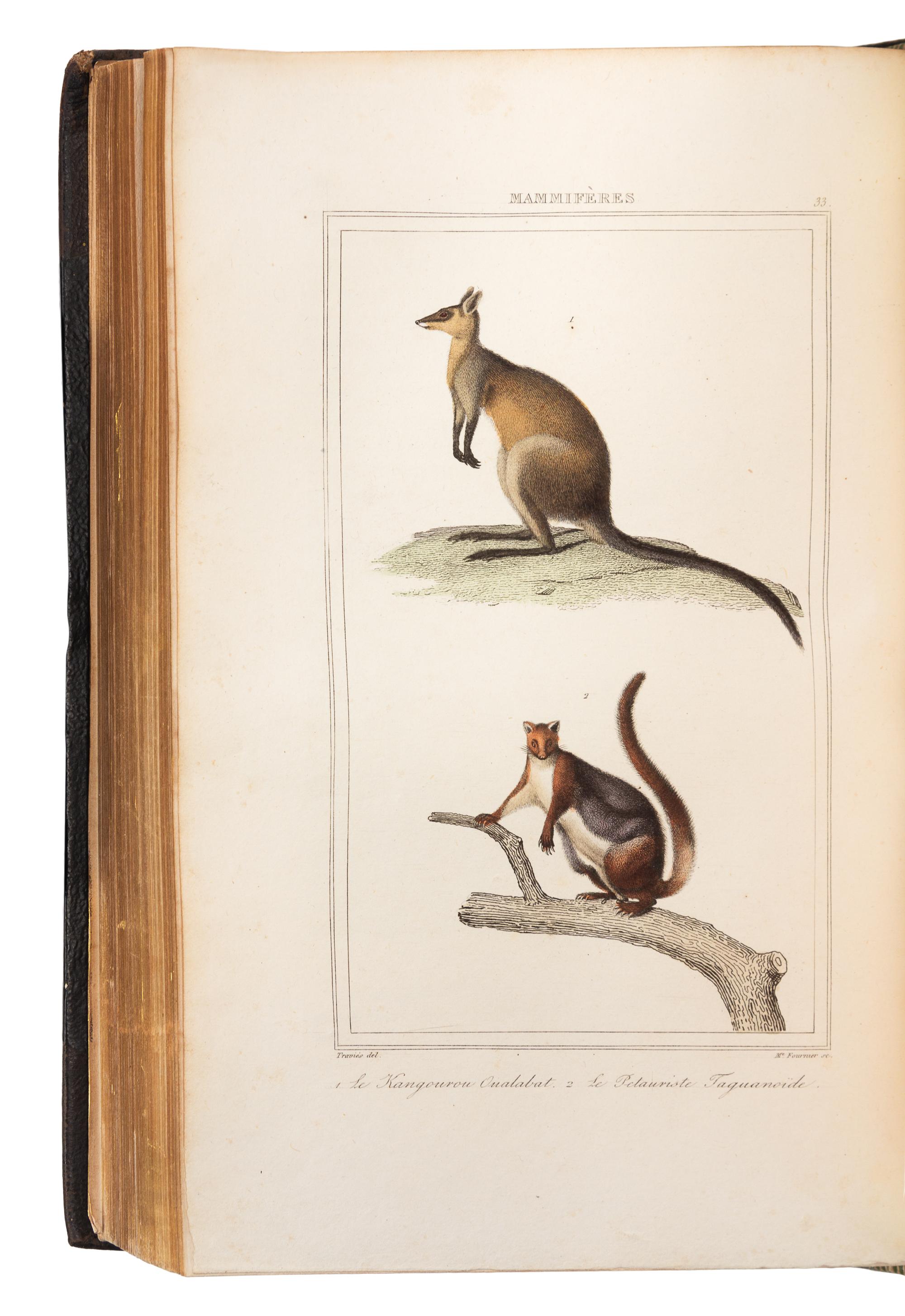 LESSON, René Primevère (1794-1849). Voyage autour du Monde... Paris, 1839. FIRST EDITION.