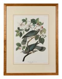 [AUDUBON]. Band-tailed Pigeon. 20th century reproduction. Matted and framed.