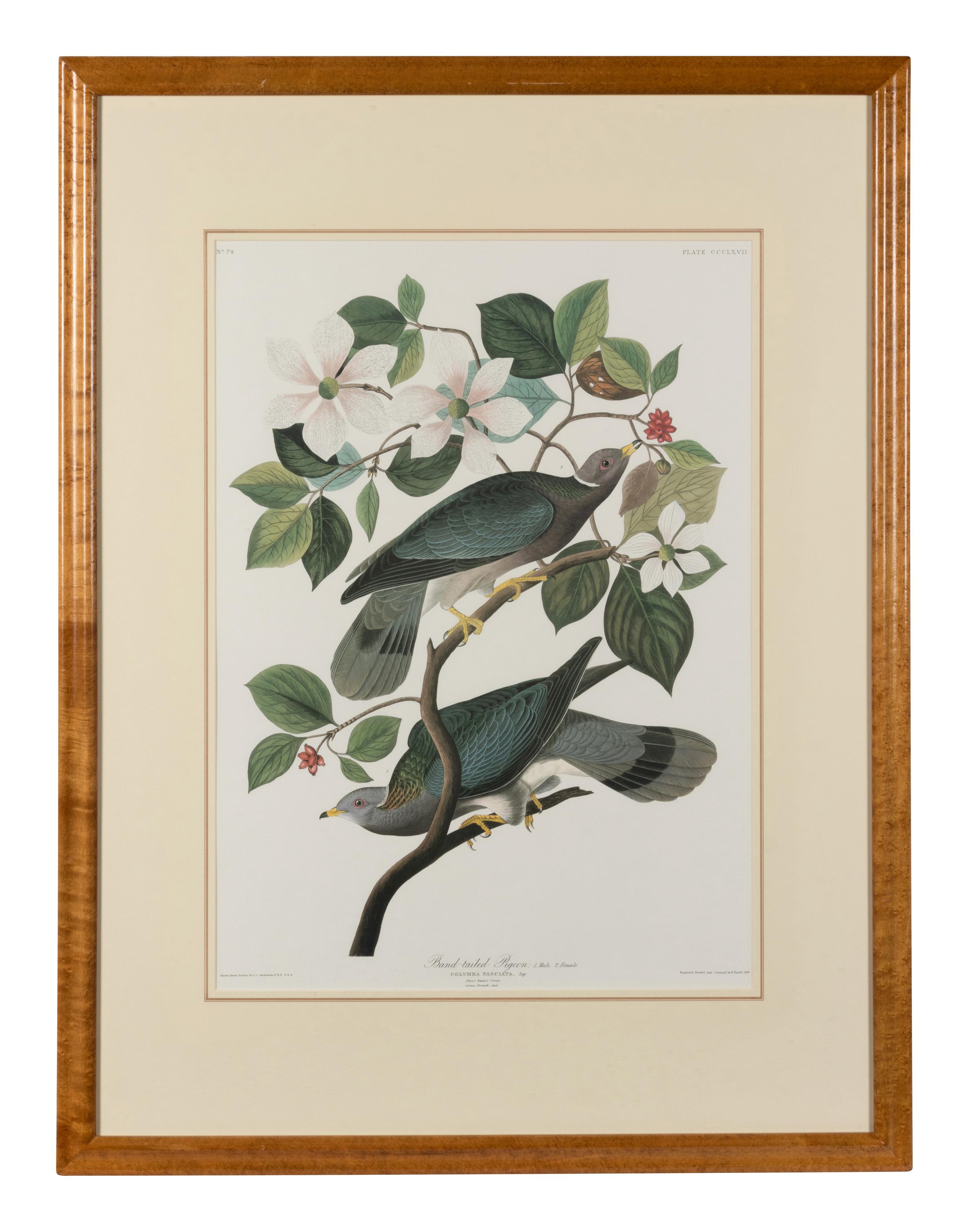 [AUDUBON]. Band-tailed Pigeon. 20th century reproduction. Matted and framed.