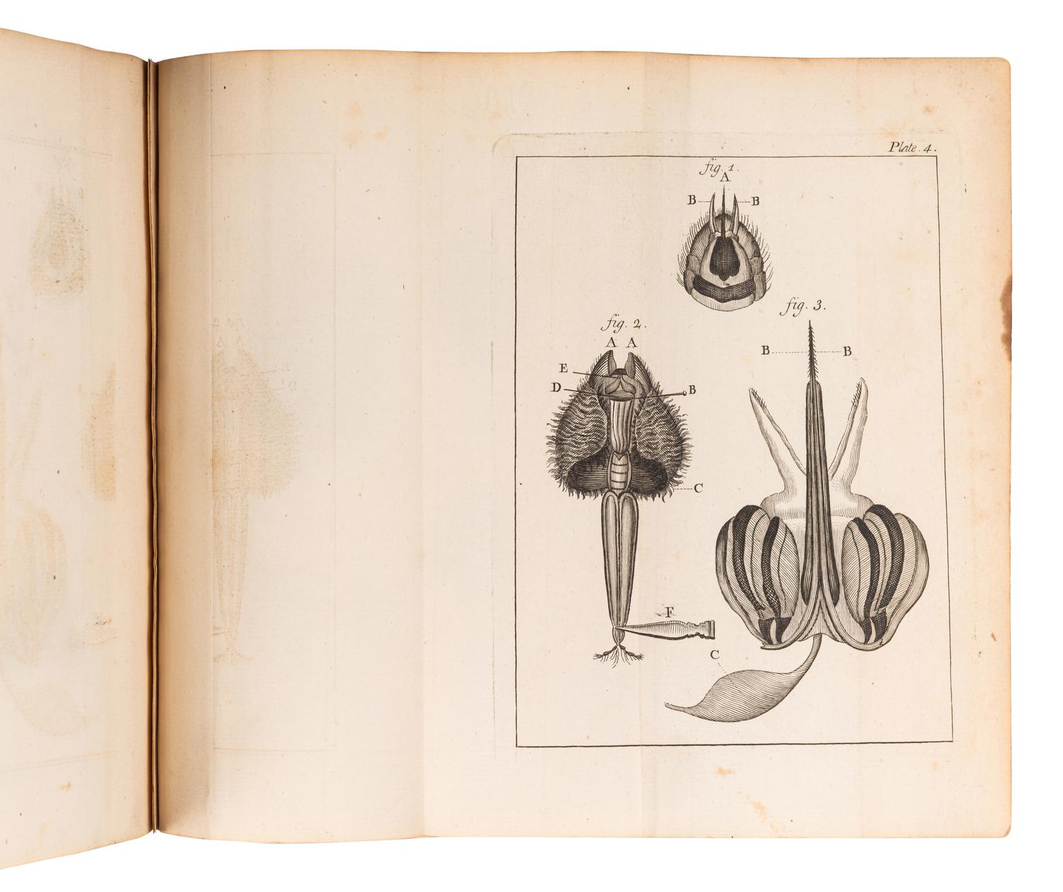 [BEES]. A group of 5 works about bees, comprising: