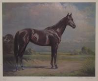 Nineteen Equestrian Prints