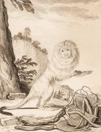 A Collection of Twelve Georges-Louis Leclerc Monkey Engravings from Histoire Naturelle