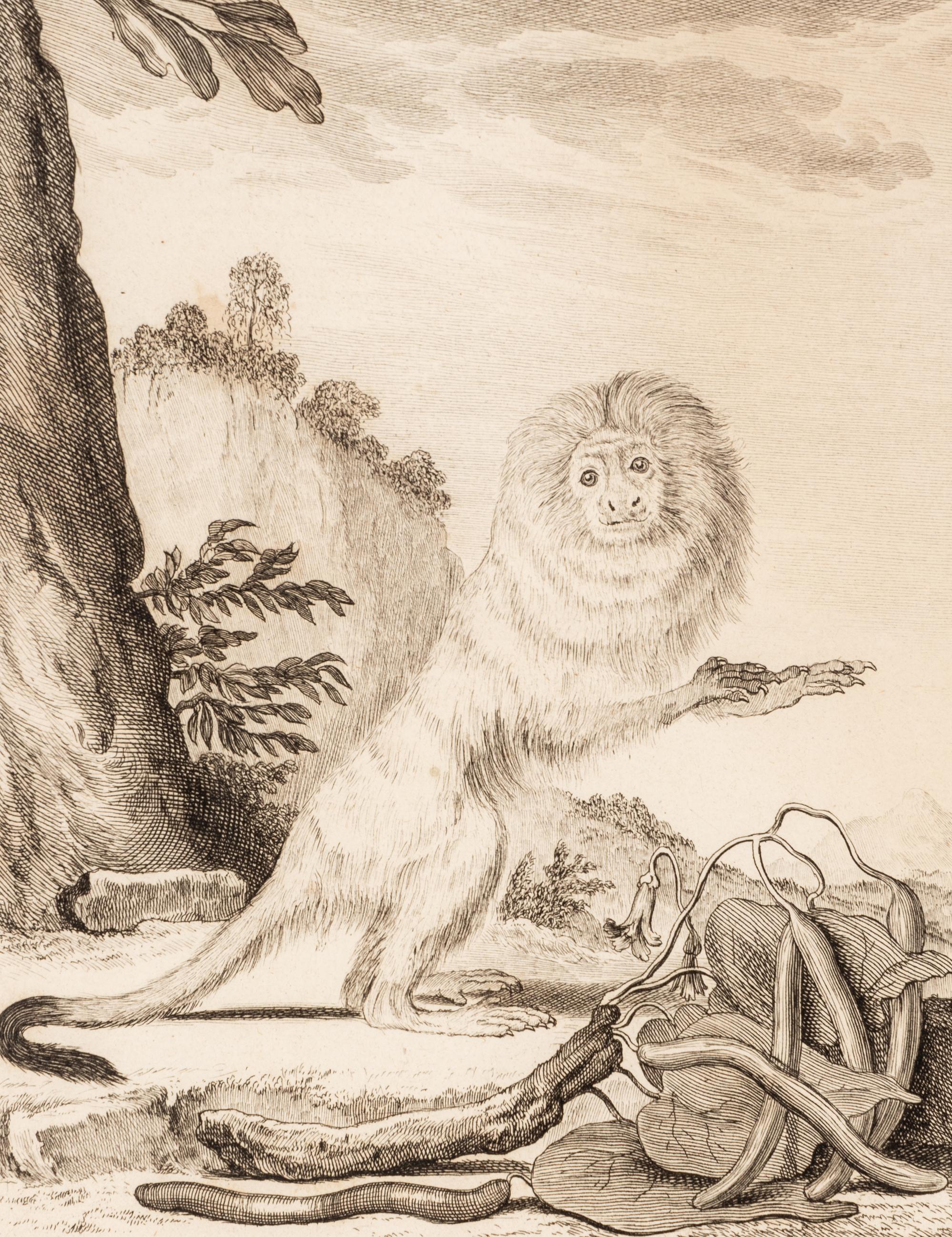 A Collection of Twelve Georges-Louis Leclerc Monkey Engravings from Histoire Naturelle