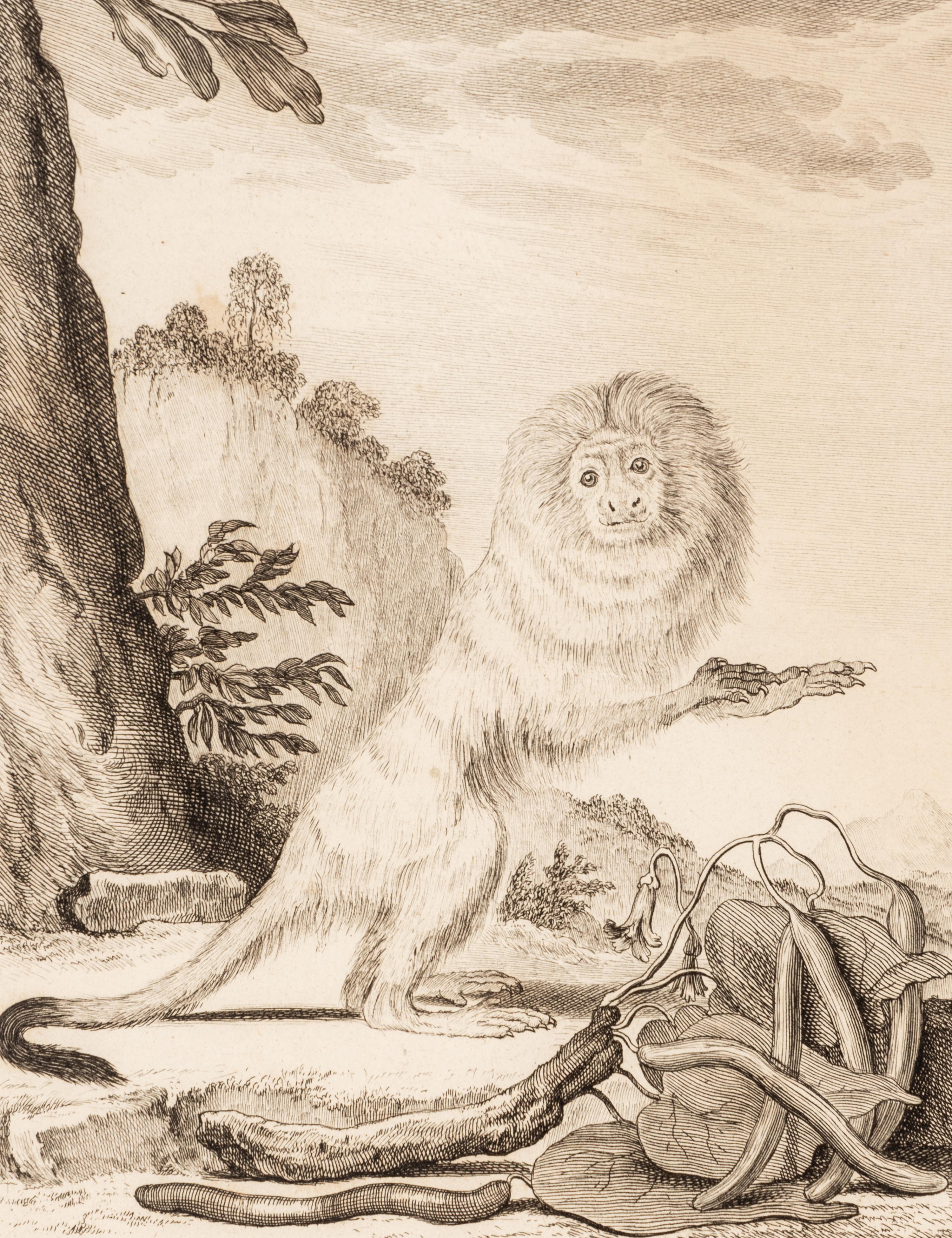 A Collection of Twelve Georges-Louis Leclerc Monkey Engravings from Histoire Naturelle