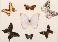 Three Framed Groups of Lepidopterological Specimens