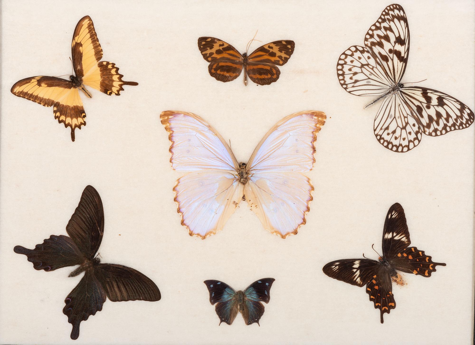 Three Framed Groups of Lepidopterological Specimens