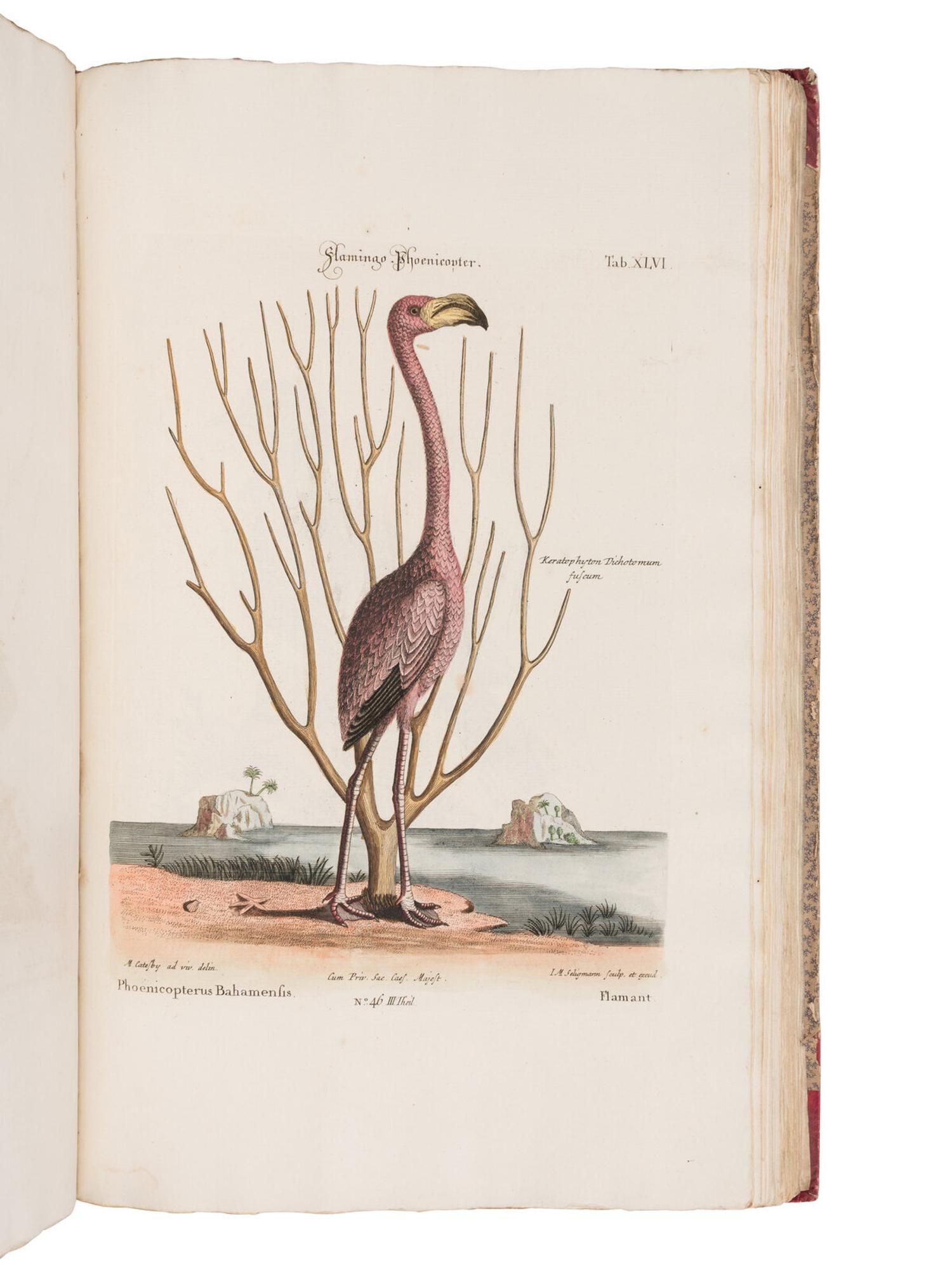 [NATURAL HISTORY]. SELIGMANN, Johann Michael (1720-1762). Verzameling van Uitlandsche en Zeldzaame Vogelen...in't Nedertuitsch vertaald... door M. Houttuyn . Amsterdam: Jan Christiaan Sepp, 1772-1781.