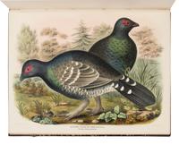 Elliot, Daniel Giraud. A Monograph of the Tetraoninae, or family of the Grouse