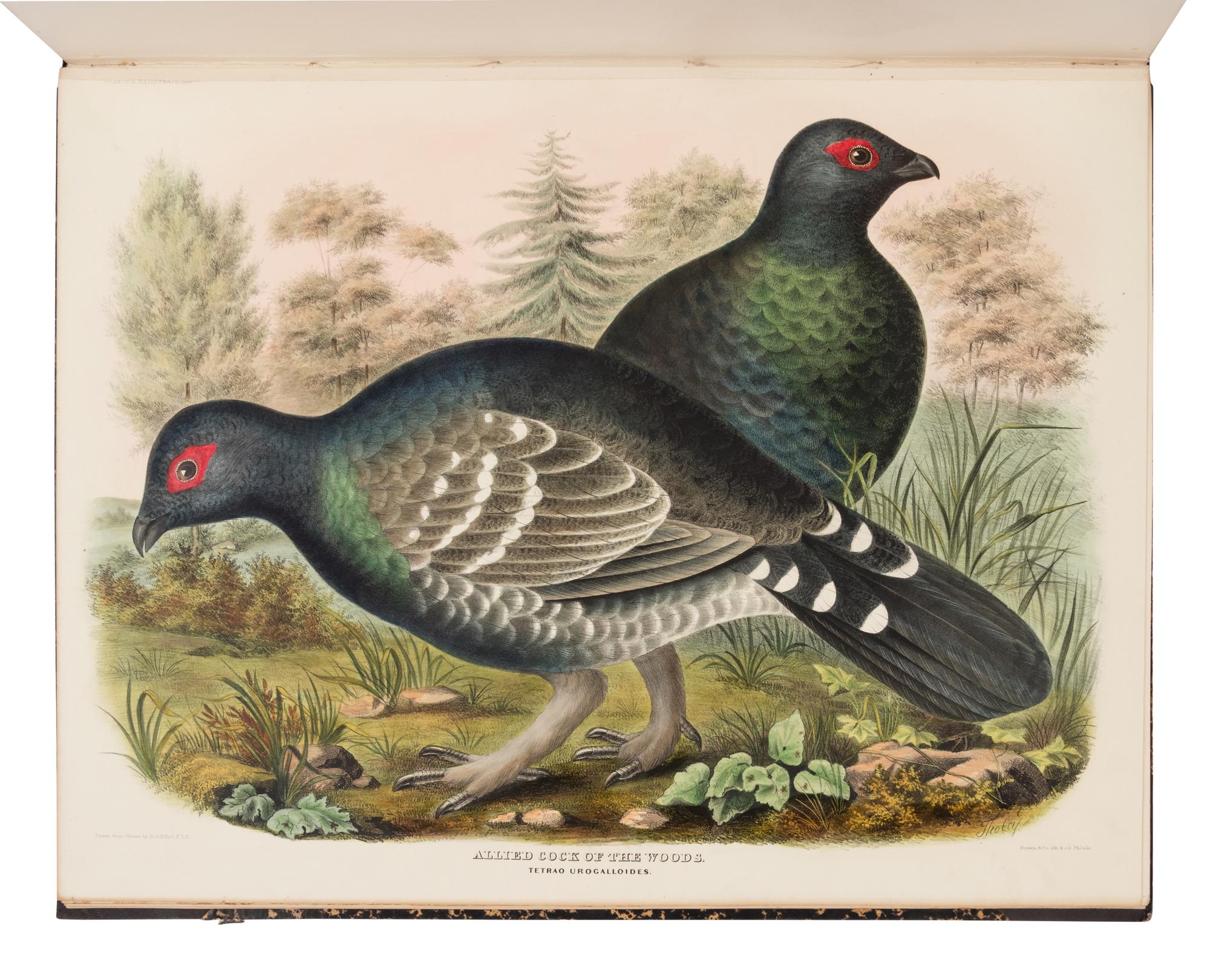 Elliot, Daniel Giraud. A Monograph of the Tetraoninae, or family of the Grouse