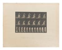 15 Plates from Animal Locomotion , 1887