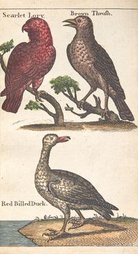 [Children's & Illustrated] (Darton, William). A Present For A Little Boy
