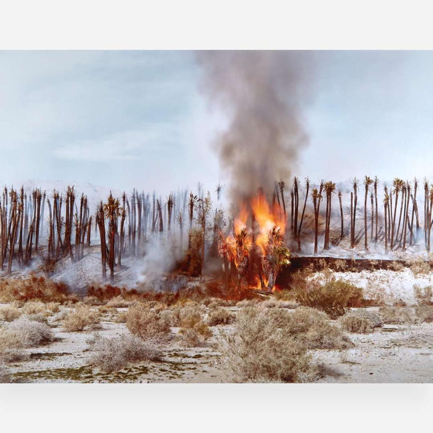 Richard Misrach (American, b.1949) Desert Fire #1 (Burning Palms) from Desert Canto IV: The Fires, 1983–1985