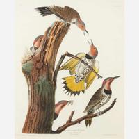 [Prints] Audubon, John J(ames). Golden-winged Woodpecker
