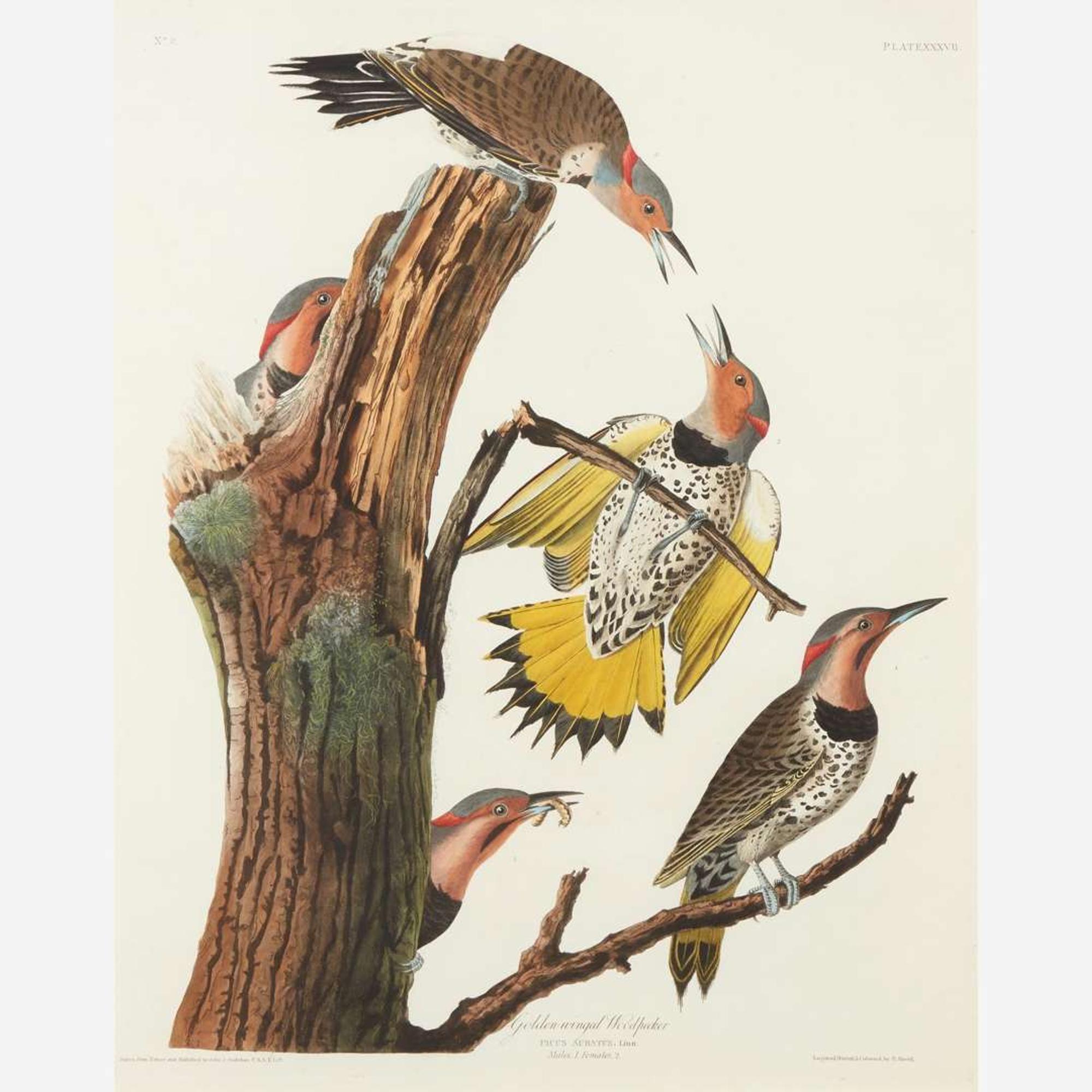 [Prints] Audubon, John J(ames). Golden-winged Woodpecker