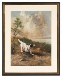 Spaniel