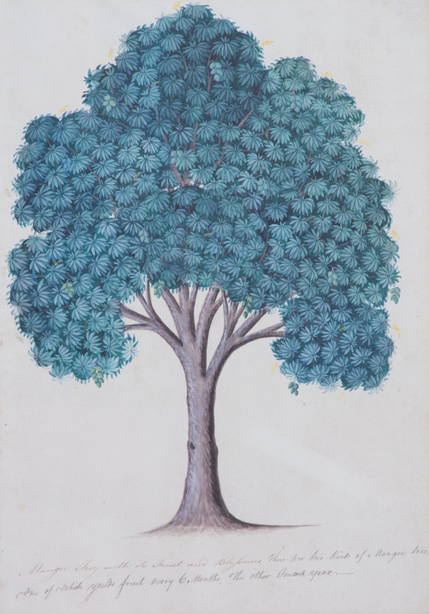 Artist Unknown, (19th Century), Seven Botanical Watercolors