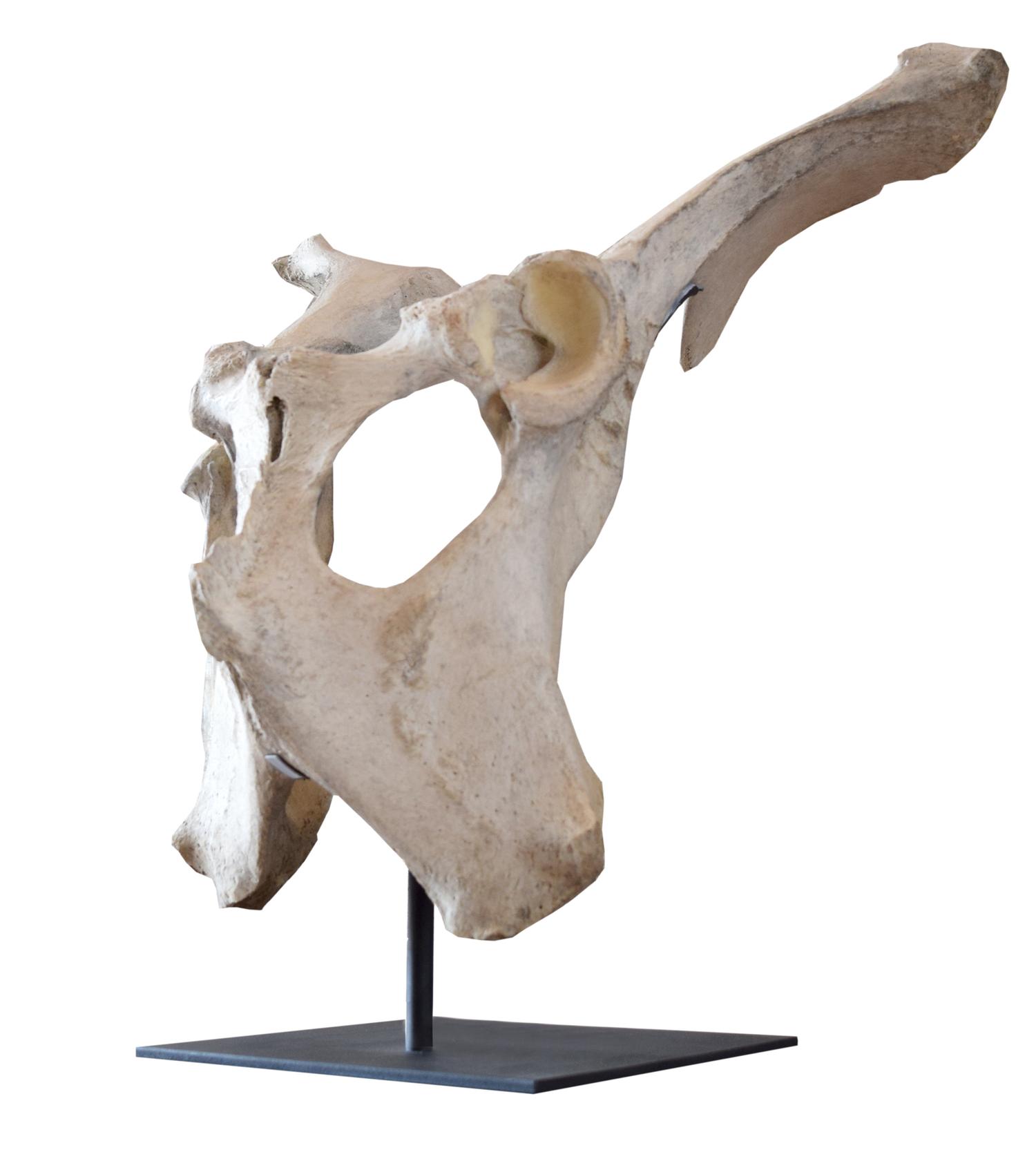 A Moose Pelvis on Custom Mount 20.5" W x 15" D x 20" H — United States, 20th Century